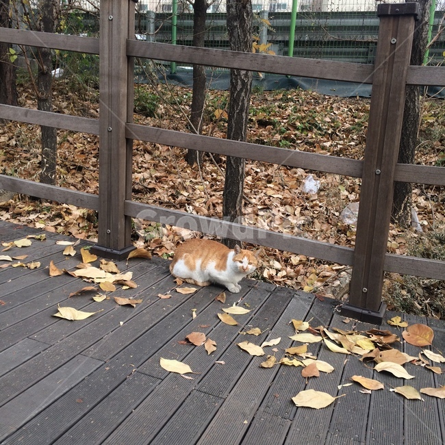 고양이,가을,낙엽,동물,cat,animal,autumn,fall