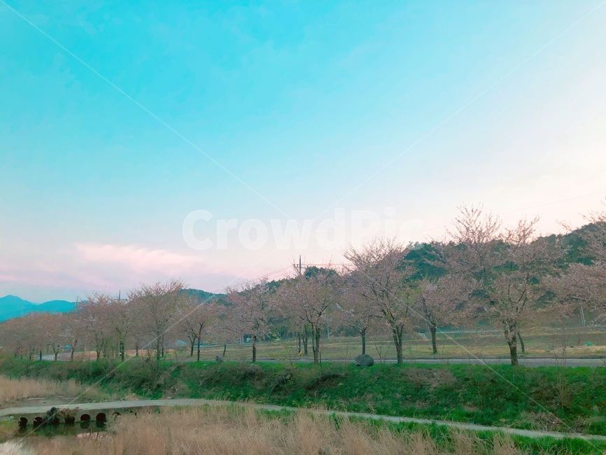 봄,벚꽃,나무,자연,풍경,자연,풍경,nature,landscape,grassland,목초지,field,들,outdoors,옥외,plant,식물