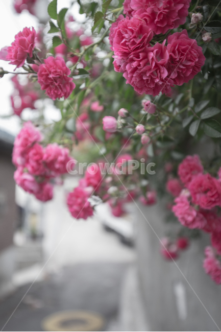 꽃,식물,자연,담벼락,감성사진,배경화면,풍경사진,식물,자연,plants,nature,꽃,flower