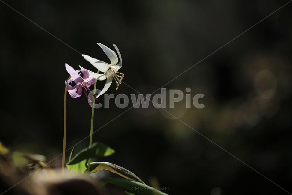 알레지,흰얼레지,봄,화사함,함께하는,봄,계절,spring,season,식물,자연,plants,nature,꽃,flower,plant