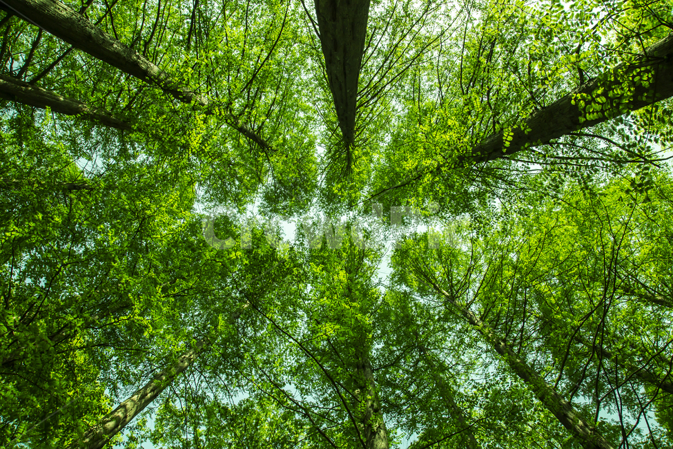 나무,식물,자연,녹색,여름,새싹,성장,식물,자연,plants,nature,나무,trees,wood