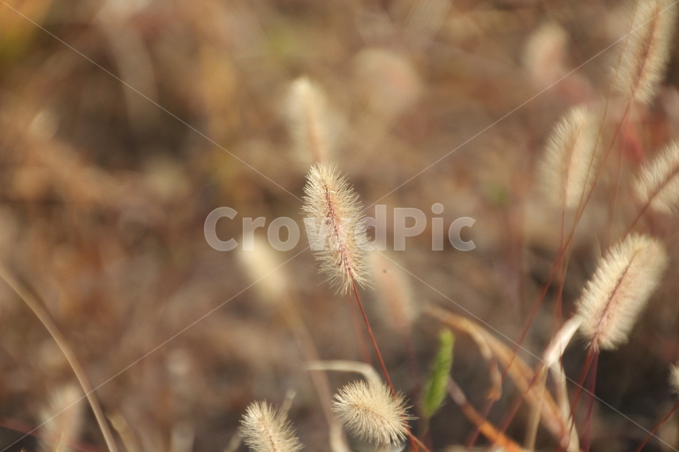 잔디,식물,plant,lawn,grass,겨울,가을,식물,자연,plants,nature