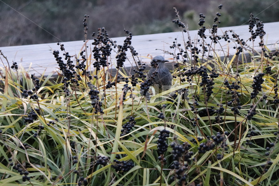 bird,새,animal,동물,식물,plant,꽃,자연,nature,동물,animal,조류,새,birds