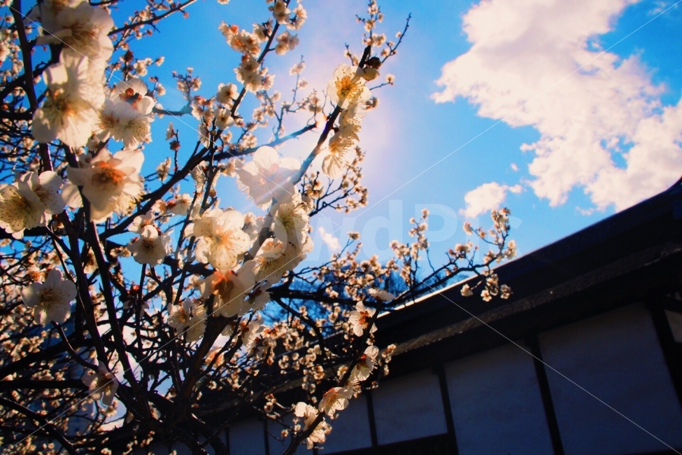 벚꽃,일본,매화,봄,햇빛,감성,분위기,아름다움,봄,계절,spring,season,식물,자연,plants,nature,꽃,flower,감성,sensible,feeling,plant,blossom