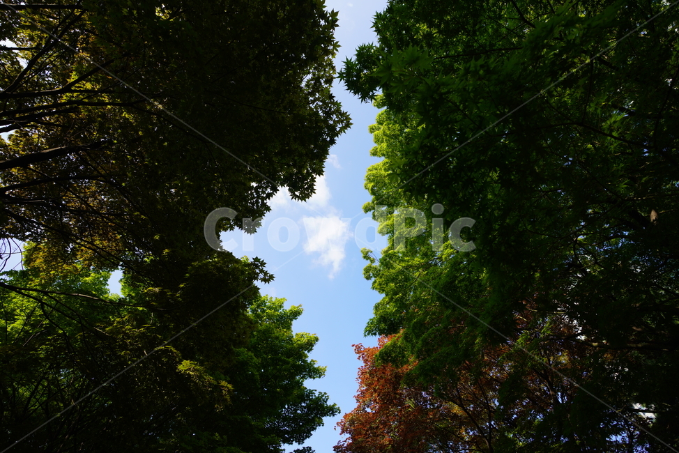 잎,자연,그린,녹색,식물,생물,색감,green,햇살