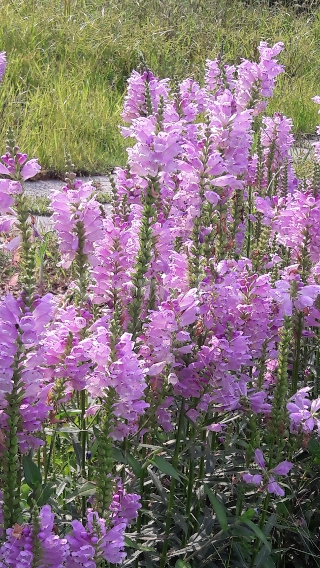 꽃,보라,초록색,자연,배경,식물,자연,plants,nature,꽃,flower