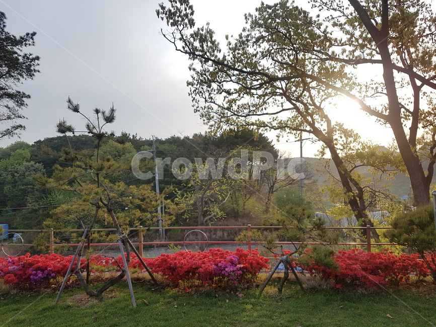 철쭉,예쁜풍경,소나무,산속,조경,마당