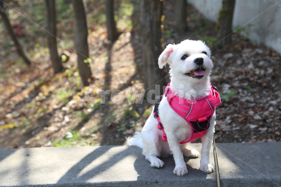 동물,강아지,산책,애견,말티즈,나들이,개,pet,잠자는강아지,animal,동물,animal,포유류,mammal,개,강아지,dog,doggy