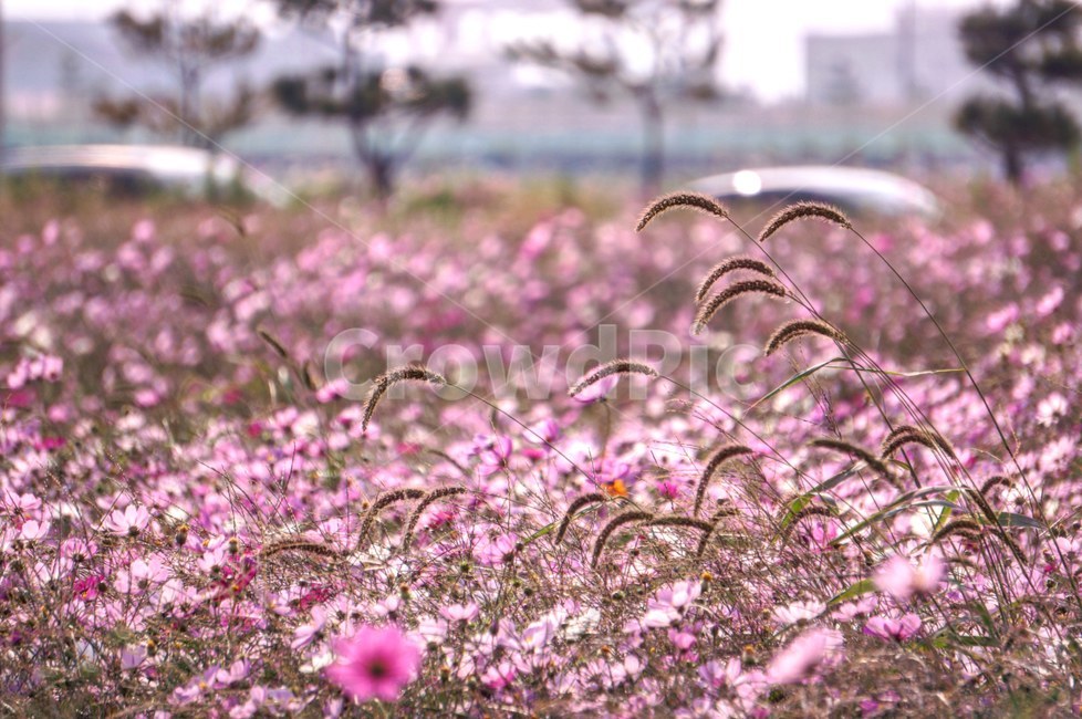 가을,코스모스,분홍,꽃,감성,plant,식물
