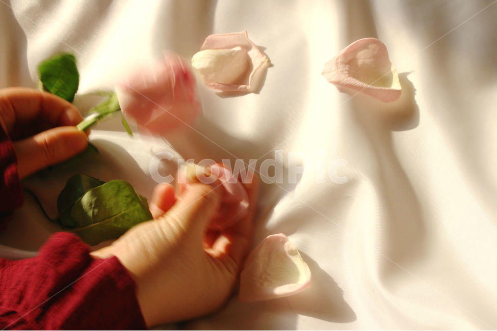 하늘,색감,손,사람,감성사진,자연,꽃,장미,잎,꽃잎,flower,nature,red,color,장미잎,꽃,flower,사람,인물,인간,human,person,신체일부,몸,body,감성,sensible,feeling,휴식,힐링,rest,relaxation,healing