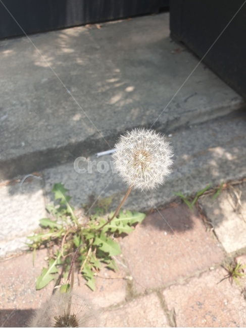 민들레,민들레씨,flower,dandelion,야생화,화창함