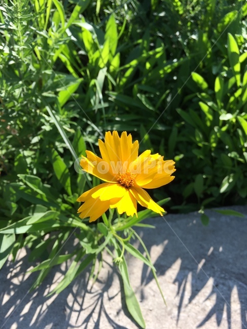 들꽃,노란꽃,코스모스,꽃,자연