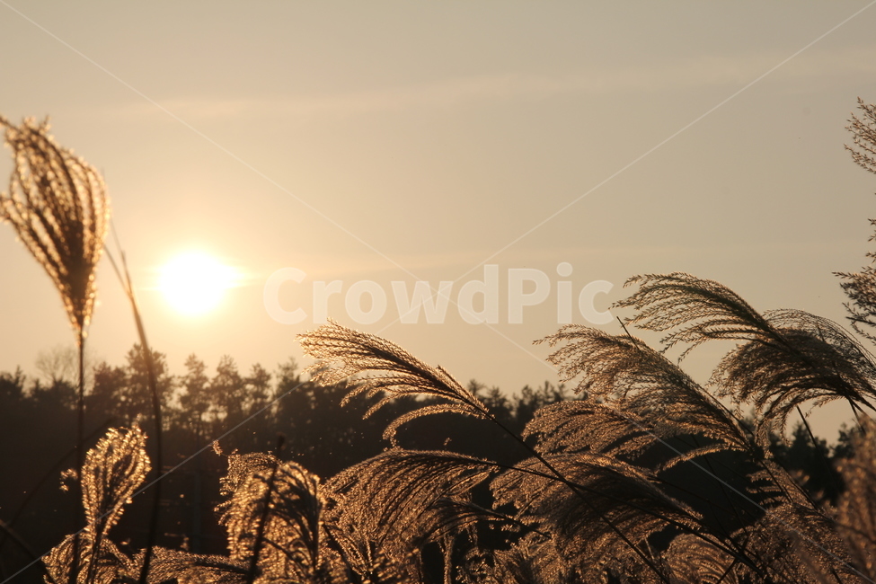 갈대,갈대명소,풍경,노을,억새,해질녁,도암리,가을,계절,fall,autumn,season,자연,풍경,nature,landscape,grass,잔디,plant,식물,lawn,reed