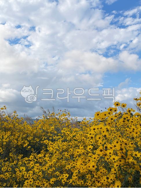 숙근해바라기,해바라기,꽃밭,해바라기군락지,군락지,가을꽃,goldenpyramid