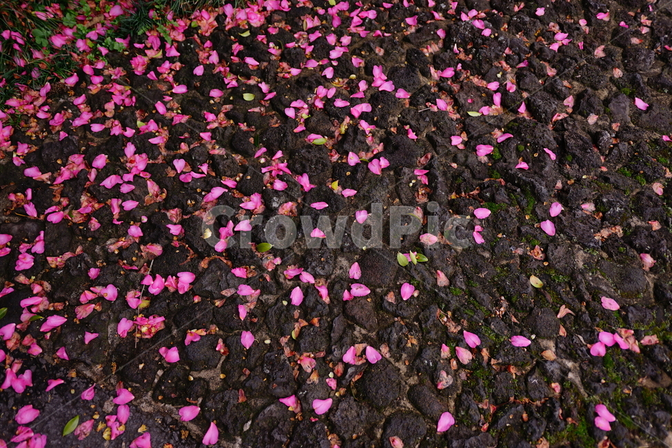 동백,동백꽃,꽃,식물,꽃잎,제주도,식물,자연,plants,nature,꽃,flower
