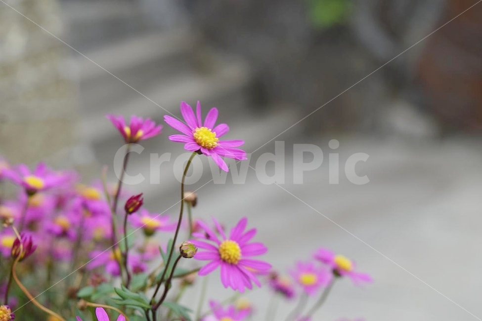 사계국화,꽃,들꽃,여행,그리움,설레임,만남,화단,화초,식물,식물,자연,plants,nature,꽃,flower