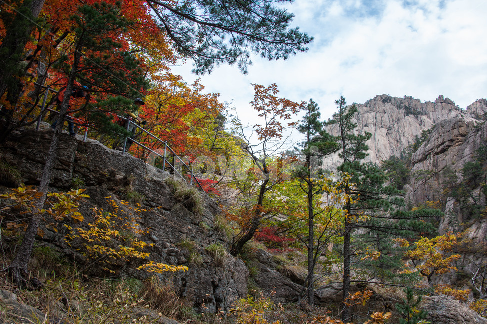 설악산,국립공원,가을,단풍,신선대,가을,계절,fall,autumn,season,자연,풍경,nature,landscape,한국자연풍경,한국자연경관,korea nature landscape,tree,나무,plant,식물,fir,전나무