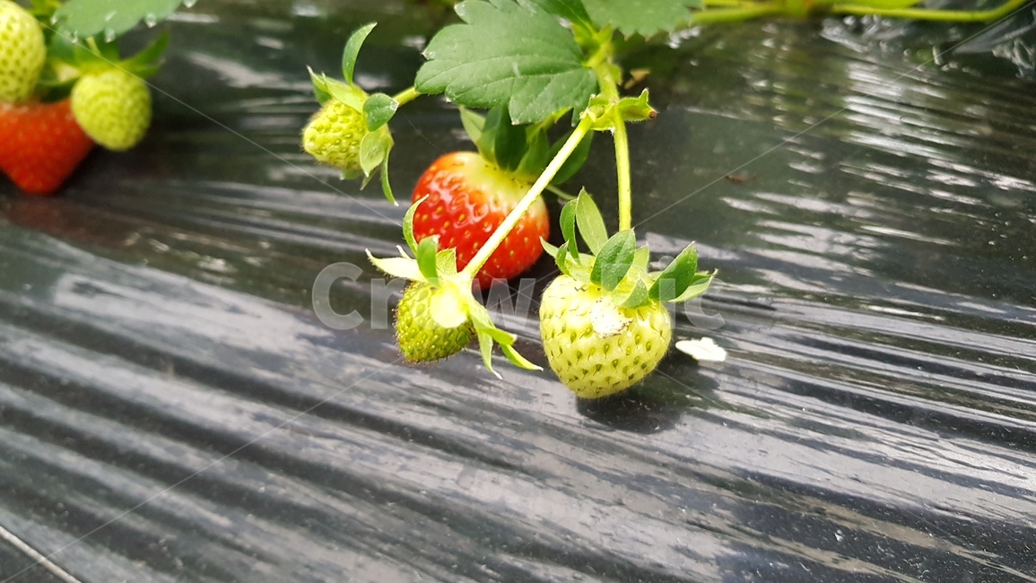 딸기농장,농사,딸기농사,자연,fruit,과일,strawberry,딸기,food,주황색,orange,식물,plant,음식,citrusfruit,감귤류과일,과일,열매,fruit,농업,농사,agriculture,farming,farming industry