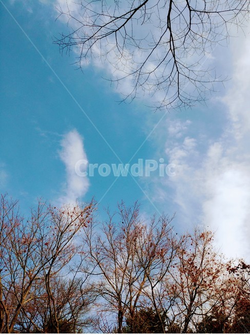 하늘,풍경,자연,나무,구름,sky,겨울,계절,winter,season,자연,풍경,nature,landscape