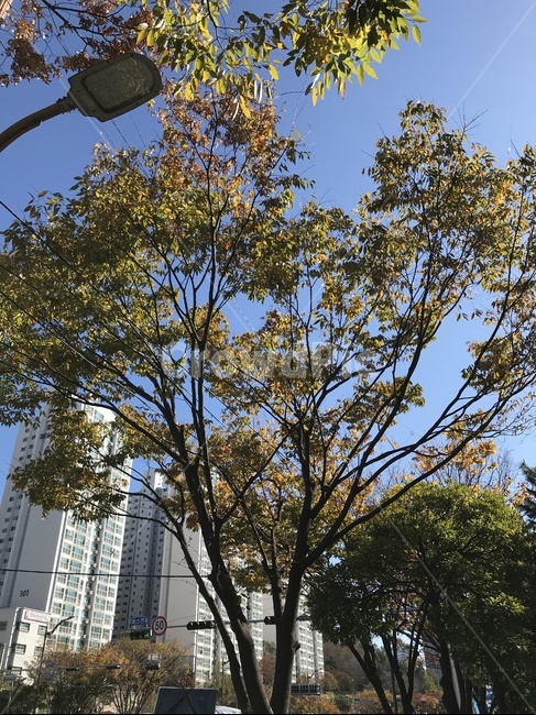 tree,나무,plant,식물,treetrunk,나무줄기,가을,하늘,단풍,식물,자연,plants,nature,나무,trees,wood