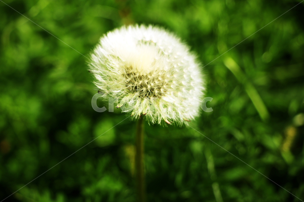 민들레,봄,색감,자연,감성,plant,식물,blossom,홀씨,민들레홀씨,푸른빛,오후,빛,식물,자연,plants,nature