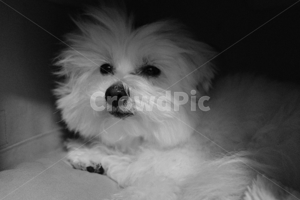 강아지,동물,anlmal,pup,흑백,동물,animal,포유류,mammal,개,강아지,dog,doggy,흑백,모노톤,monochrome,black and white