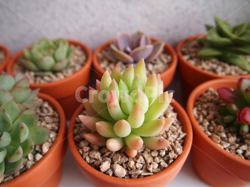 구슬얽이,다육식물,다육,다육이,화분,식물,자연,열대식물