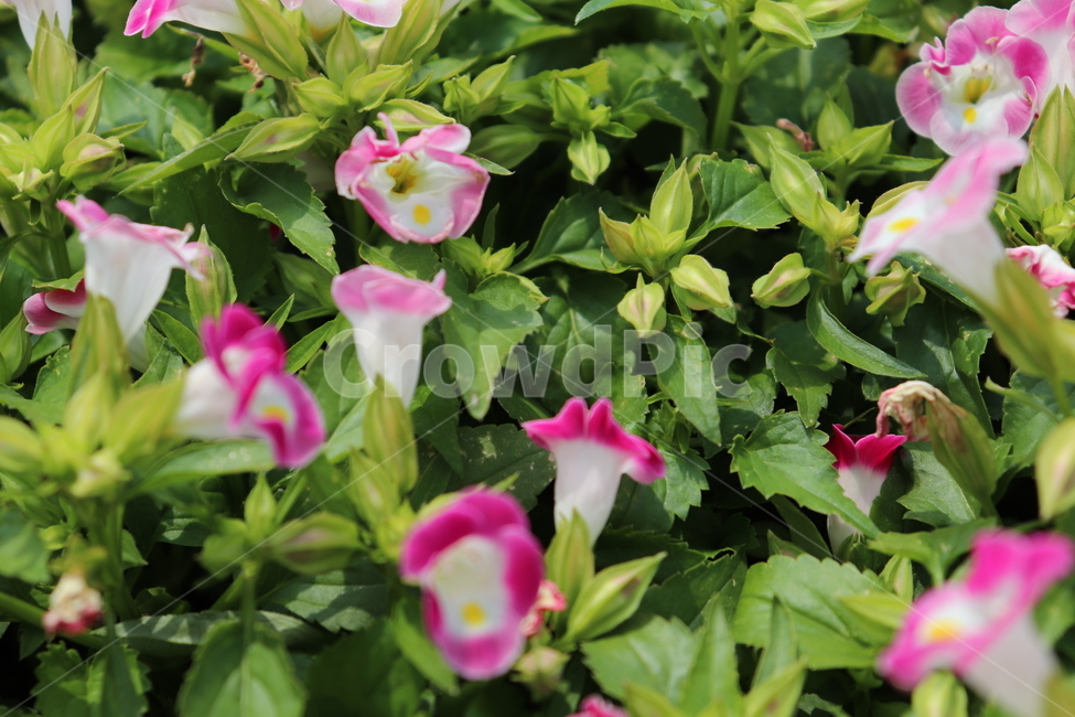 plants,봄꽃,분홍꽃,pinkflower,식물