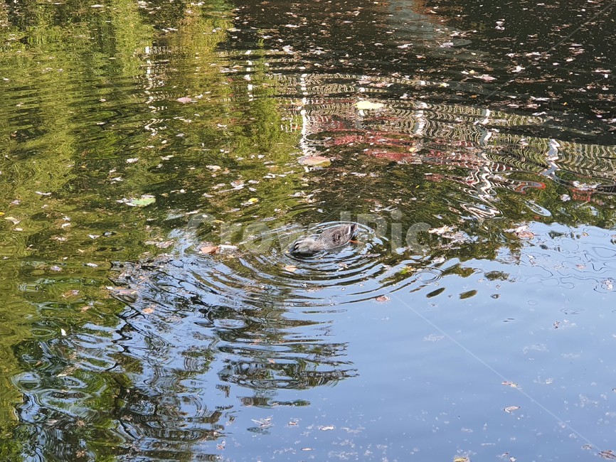 nature,duck,오리,자연,물,water,동물,animal,조류,새,birds