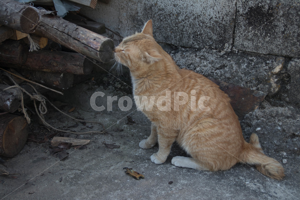시골고양이,고양이,코리아숏헤어,치즈코숏,cat,시골,반려동물,노란고양이,animalcompanion,animal,길고양이,마당고양이