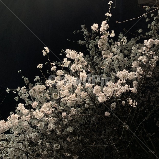 벚꽃,꽃,봄,야경,핑크