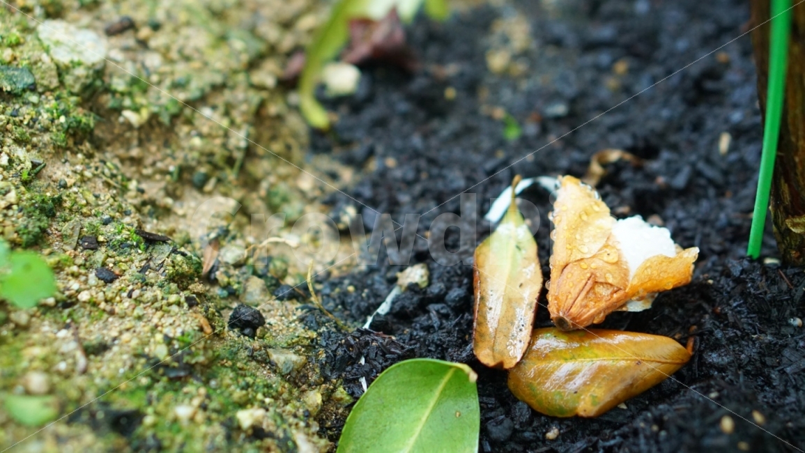 풀,꽃,잎사귀,흙,봄,flower,식물,자연,plants,nature