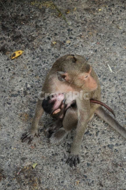 원숭이,monkey,동물,animal,자연,공원,park,동물원,모성애,야생동물,동물,animal,포유류,mammal
