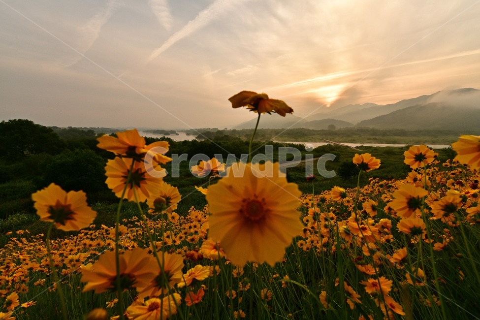 전남,곡성,침실습지,섬진강,섬진강일출,여명,아침,금계국,field,들,plant,식물,scenery,풍경,landscape,경치,경관,nature,자연,outdoors,옥외,sky,하늘,redsky,붉은하늘,flare,플레어,light,빛,dawn,새벽,식물,자연,plants,nature,꽃,flower
