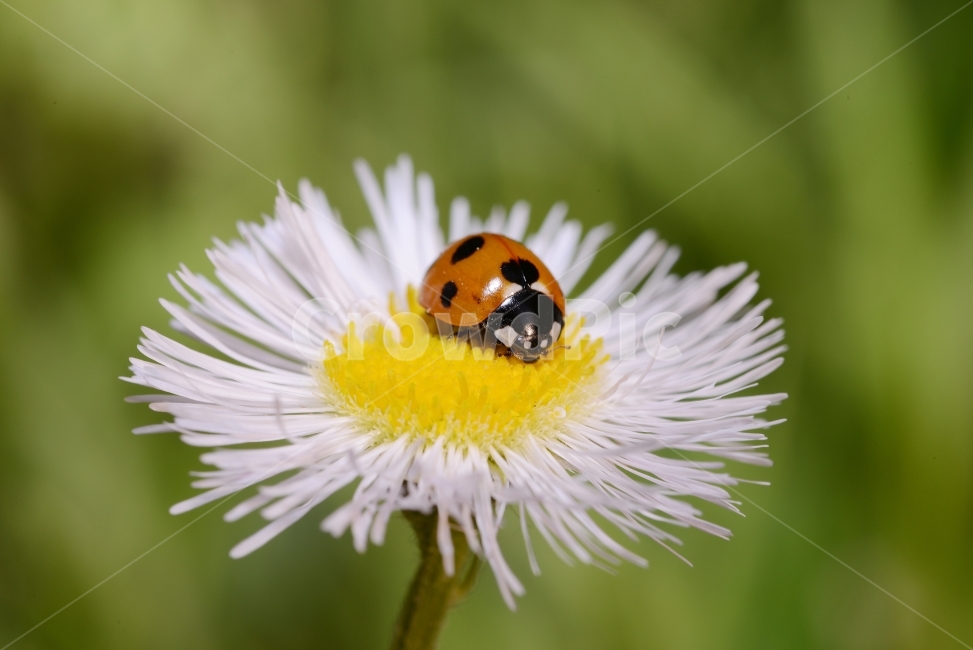 자연,접사,매크로,마이크로,곤충,Nature,closeup,macro,micro,insects,개망초,무당벌레,식물,자연,plants,nature,꽃,flower,동물,animal,곤충,벌레,insect,bug