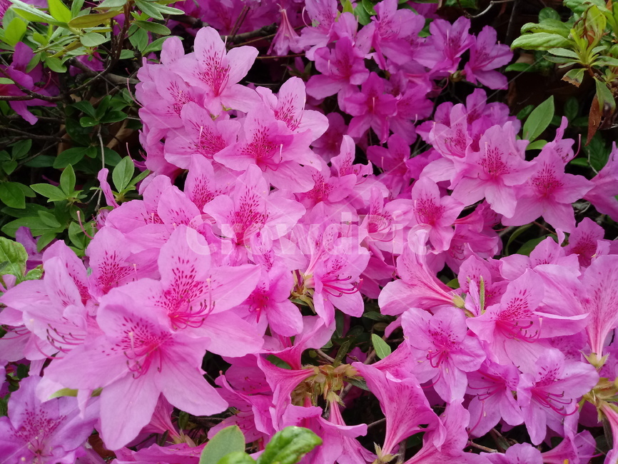 철쭉,smilerosebay,진달래과,식물,봄꽃,개꽃나무,springseasonflower,척촉화,낙엽관목,관상용