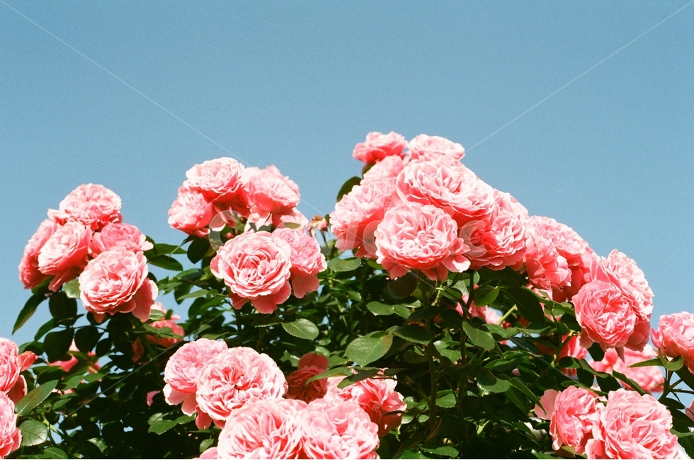 꽃,장미,화사한,필름,봄,감성,식물,자연,plants,nature,꽃,flower,감성,sensible,feeling,색깔,색상,색채,색감,color sense,color sensitivity,feeling of color