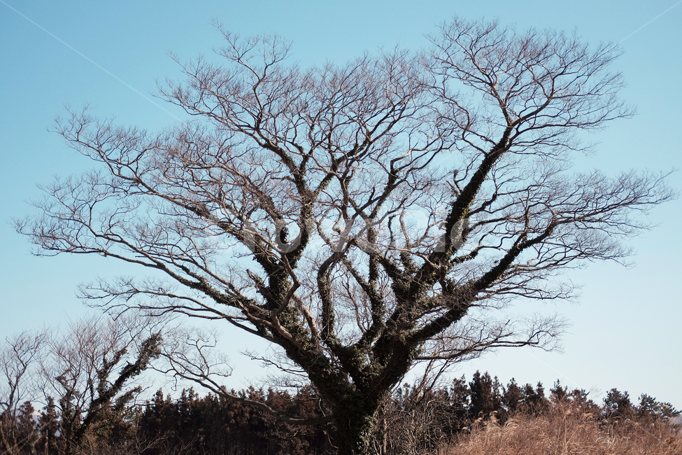 나무,겨울나무,앙상한,추운,자연,겨울,계절,winter,season,식물,자연,plants,nature,나무,trees,wood