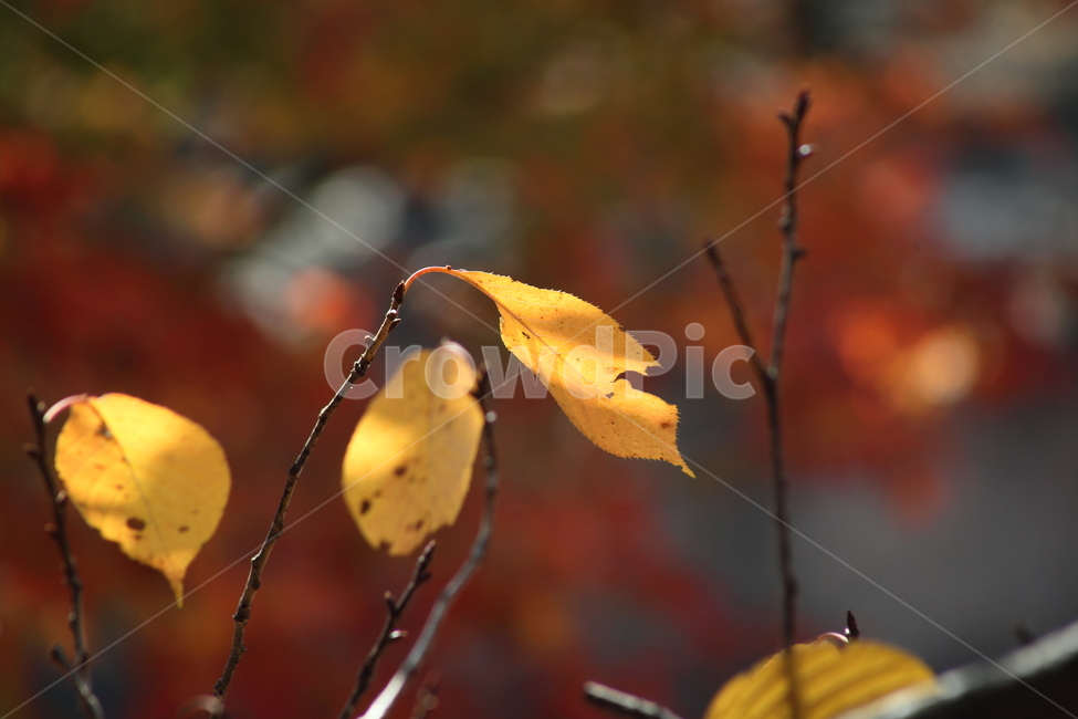 단풍,잎,식물,가을,redleaves,가을,계절,fall,autumn,season,식물,자연,plants,nature,leaf,plant