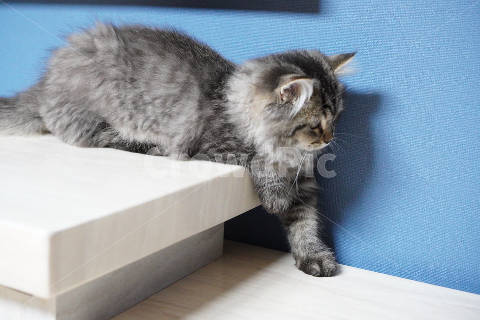 고양이,귀여운고양이,어린고양이,페르시안고양이,냥이,야옹이,반려묘,cat,cutecat,동물,animal,포유류,mammal,고양이,cat,kitten,kitty