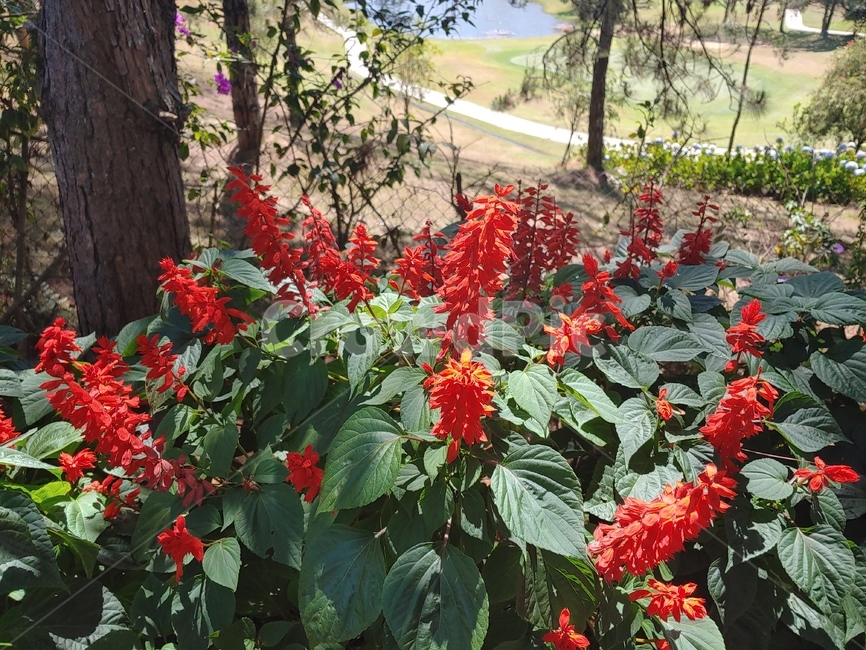 plant,식물,flower,blossom,꽃,salvia,샐비아,깨꽃,식물,자연,plants,nature,꽃,flower