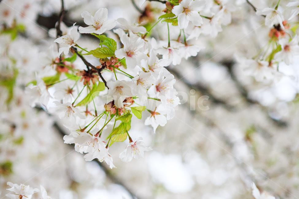 벚꽃,꽃,봄,봄꽃,벚꽃들,식물,자연,plants,nature,꽃,flower