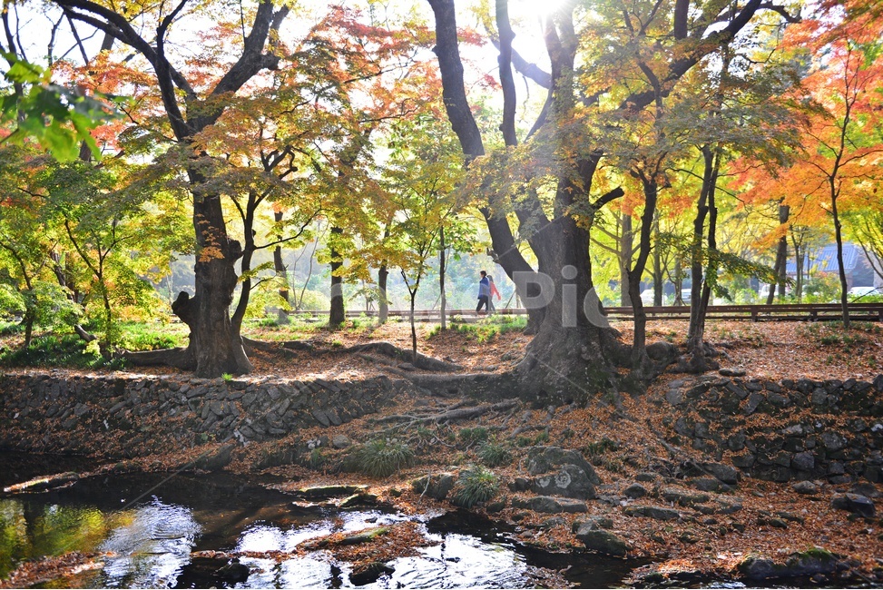 water,물,nature,자연,outdoors,옥외,tree,나무,plant,식물,leaf,잎,treetrunk,나무줄기,maple,단풍,고창,선운사,선운사가을,도솔천,도솔천가을,추색,만추,가을,계절,단풍잎,낙옆,반영