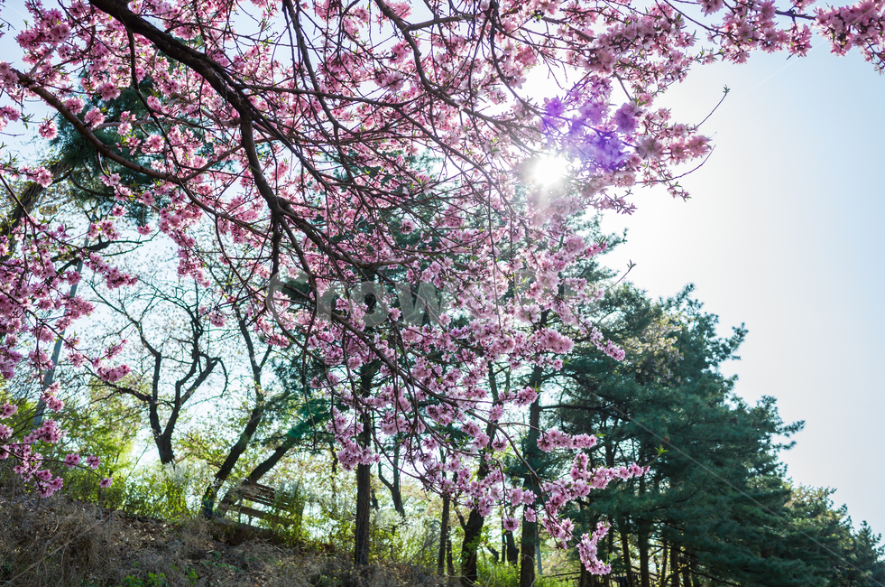 벚꽃,봄,벚꽃축제,벚꽃놀이,벚나무,꽃,계절,4월,자연,식물,나무,아름다운,cherryblossoms,spring,flower,season,april,nature,plant,tree,sensibility,beautiful