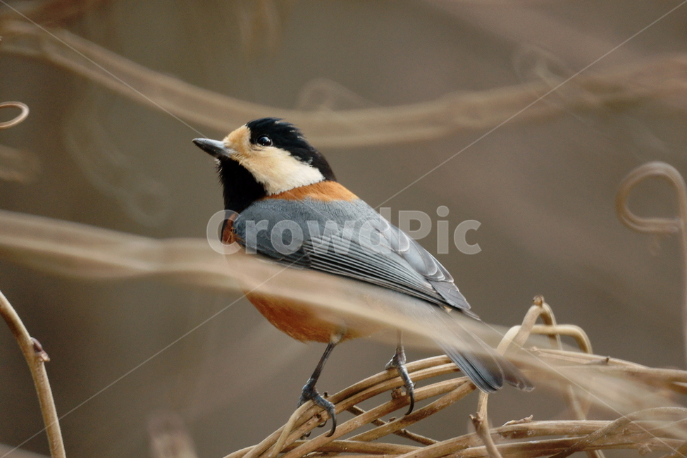 곤줄박이,새,조류,나무가지,아웃포커스,동물,animal,조류,새,birds