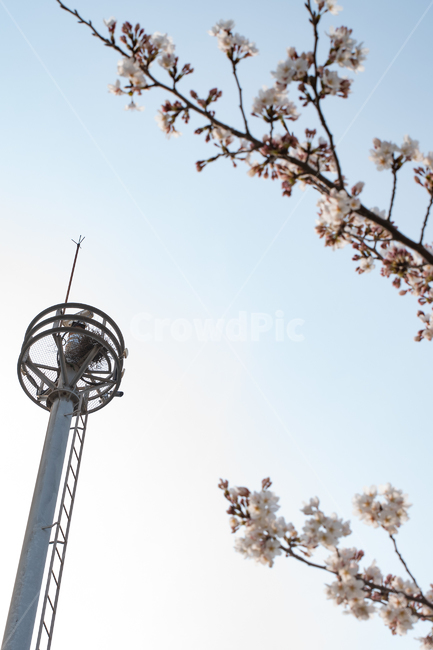 벚꽃,사쿠라,벚나무,spring,season,봄꽃,식물,나무,꽃,flower,감성,계절,시즌,sensitivity,warm,pink,봄,plants,nature,자연,봄,계절,spring,season,자연,풍경,nature,landscape