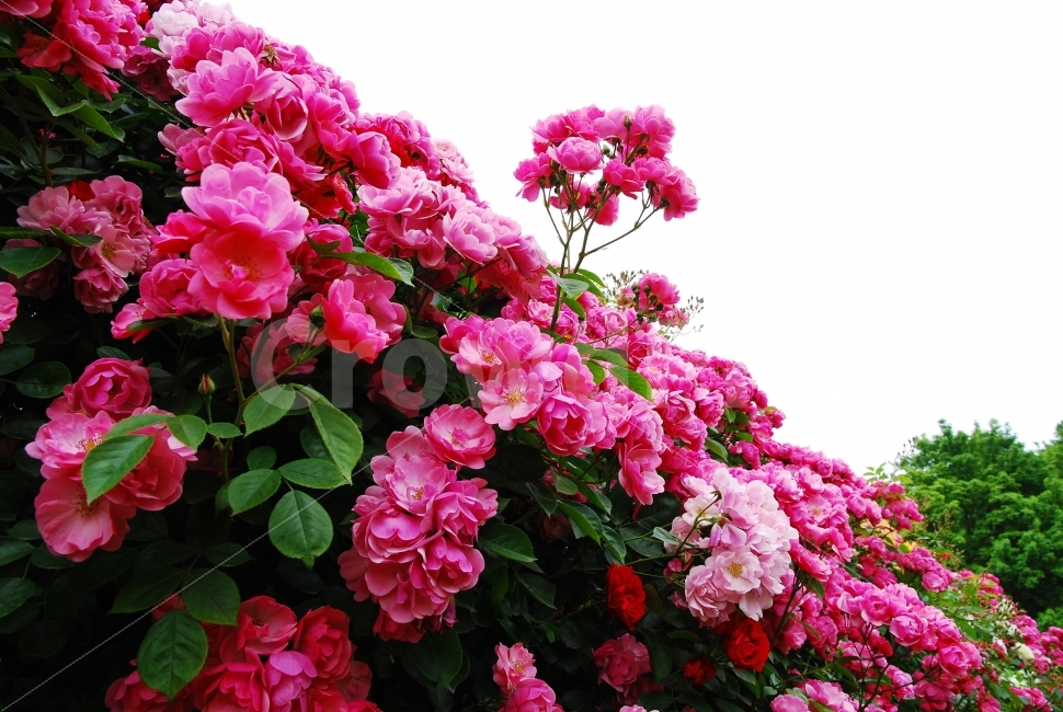 장미,장미원,분홍장미,가든,장미축제,꽃,식물,봄꽃,여왕,핑크색,분홍색,PINK,FLOWER,ROSE,BEAUTIFUL,아름다움,화여함,수많은,장미꽃송이,꽃다발,시안,디자인,디자이너,사보,카다로그,모바일,SNS,블로그,콘텐츠,잡지,광고,책자,서적,표지,팝업,색감,색상,화려함,유혹,매혹,편집,출판,그린,꽃송이,5월,계절,시즌,정원,식물,자연,plants,nature,꽃,flower,누끼,remove background