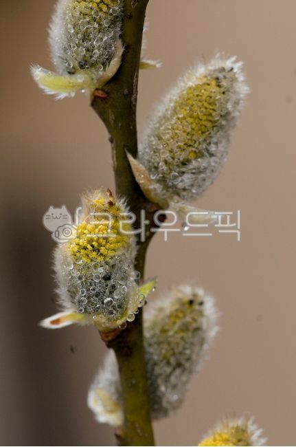 plant,식물,버들강아지,봄,꽃수술