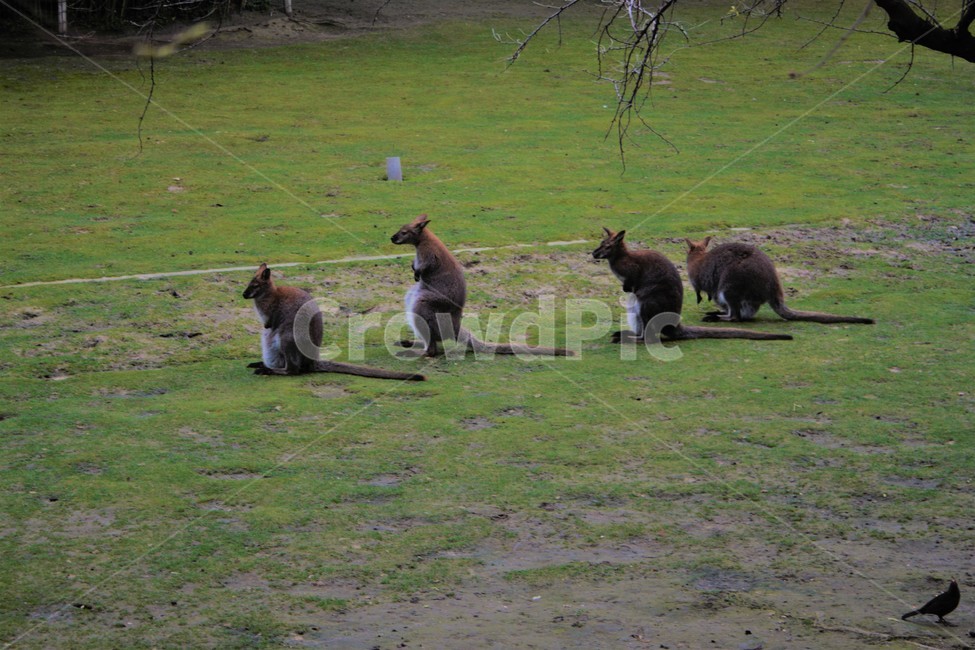 왈라비,동물,잔디,새,공원,동물,animal,포유류,mammal