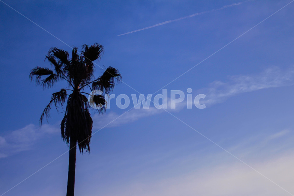 야자수,제주도,노을,하늘,구름,landscape,풍경,palmtree,summer,식물,sky,jeju,나무,자연,감성,어두운,식물,자연,plants,nature,나무,trees,wood